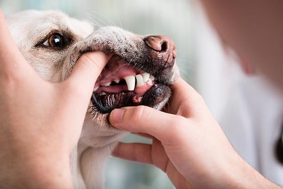 Zähne Untersuchung Tierarzt