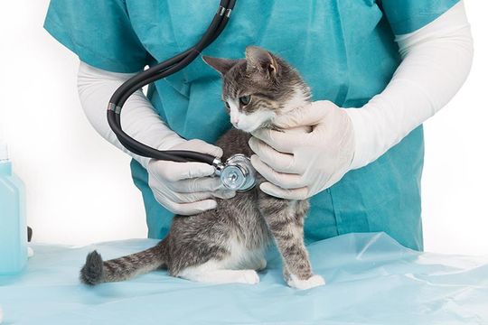 Interne Medizin Tierarztpraxis